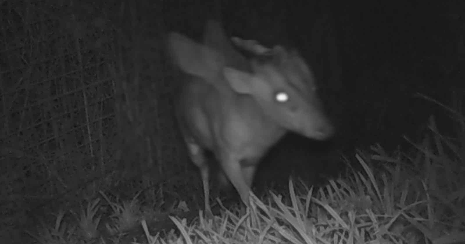 Zoo Experts Stumped by ‘Mysterious Creature’ on Night Cam