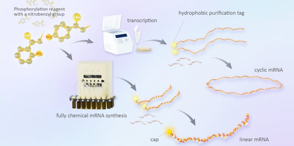 mRNA vaccines for disease outbreaks can be synthesized in less time with new technique