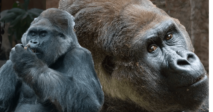 ‘Deeply missed’: 52-year-old gorilla at Toronto Zoo dies from natural causes  | Globalnews.ca