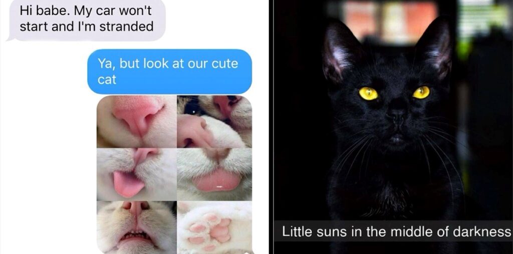 20+ Super Meowdel Cat Memes to Help Get You Through the Mid-Week Blues