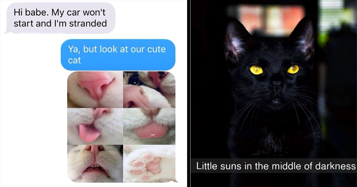 20+ Super Meowdel Cat Memes to Help Get You Through the Mid-Week Blues