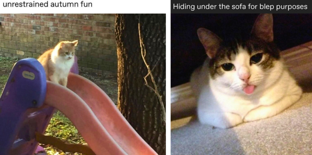 22 Feisty Feline Memes That Think You're Foolish Enough to Give Them Cat Treats Twice