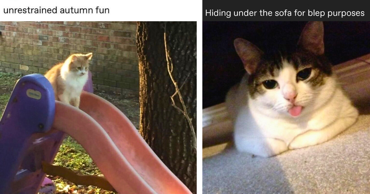 22 Feisty Feline Memes That Think You’re Foolish Enough to Give Them Cat Treats Twice