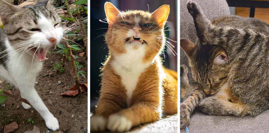 22 Funny Fluffy and Fiercely Derpy Pics of Cats To Warm Your Belly With Laughter on This Cold Day