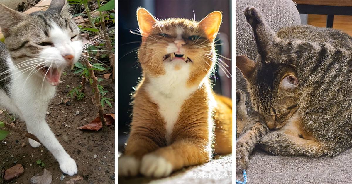 22 Funny Fluffy and Fiercely Derpy Pics of Cats To Warm Your Belly With Laughter on This Cold Day