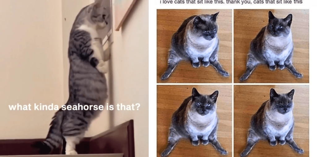 23 Coo-Coo Cat Memes That Can Kick Out Normie Sadness so You Can Embrace Cat Coo-Cooness