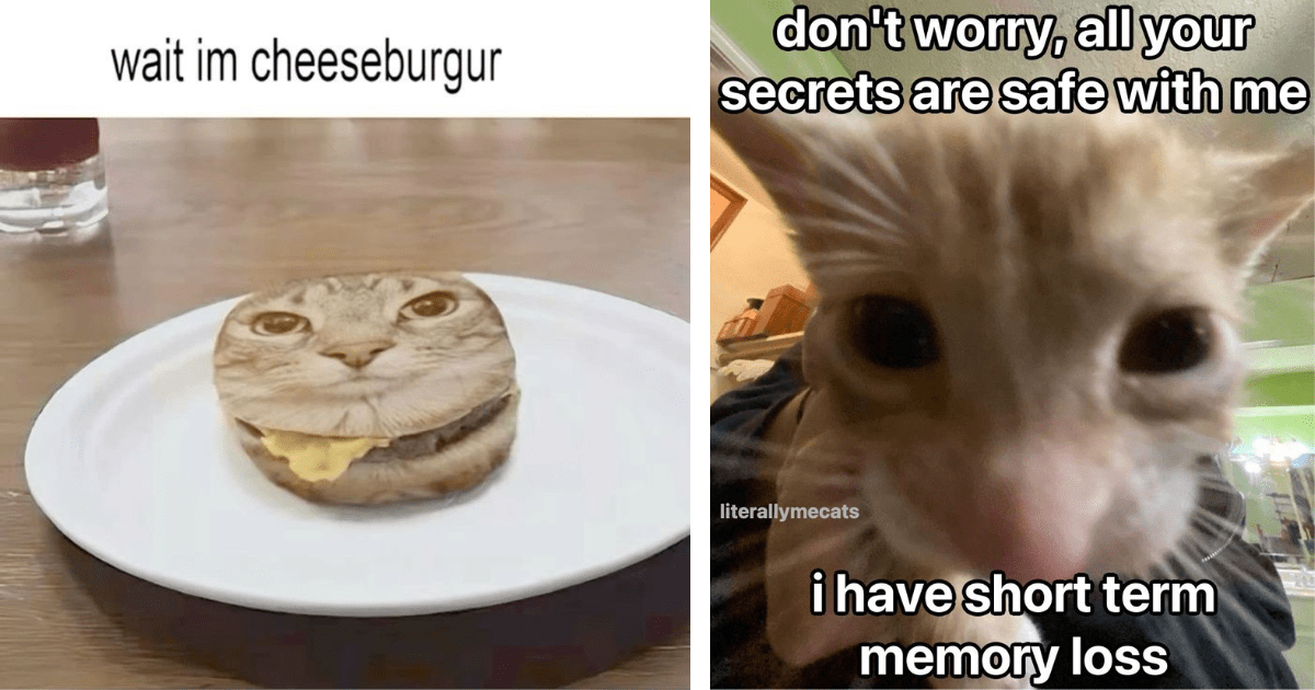 23 Sassy Sunday Cat Memes Sending a Sass Pass to Your Fluffy Feline Friend at Home