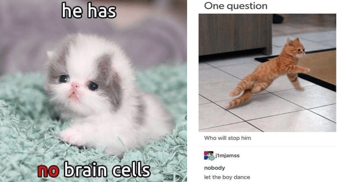 24 Blissfully Blepping Brainless Cat Memes Never Thinking, There’s Nothing There, Not Even One Thought