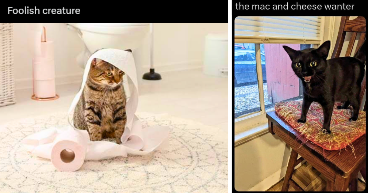 24 Meowing Memes Making Sure You Keep Seeing Cats Doing Cat Things All Day Long