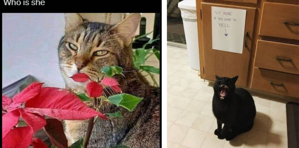 24 Sassy Cat Memes Being Seriously Silly Billys and Bringing Smiles to Your Feline-Loving Face