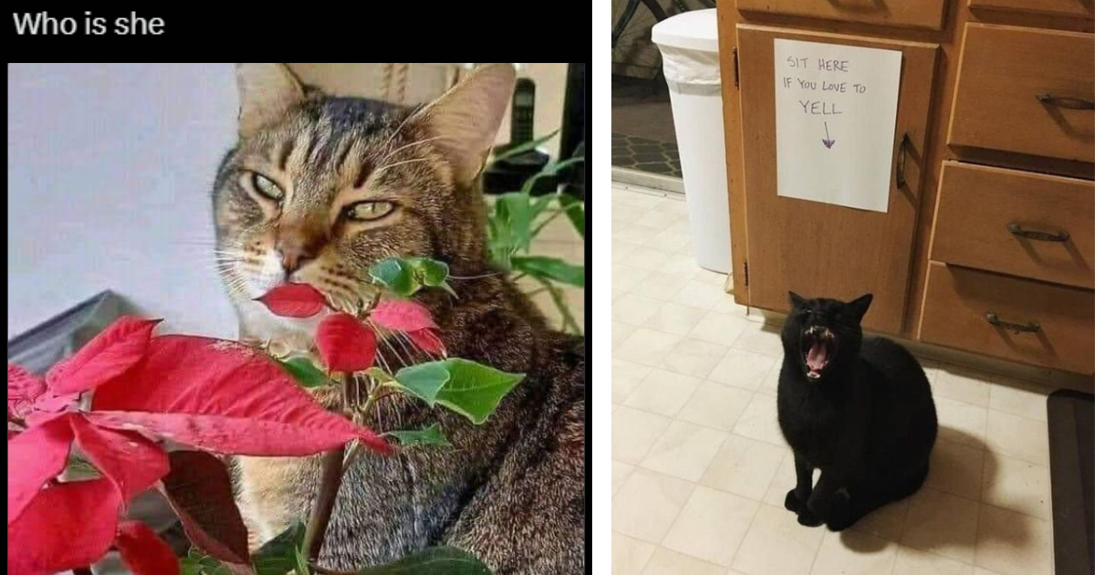 24 Sassy Cat Memes Being Seriously Silly Billys and Bringing Smiles to Your Feline-Loving Face