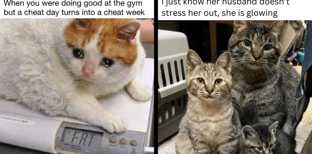 24 SuPURRemely Expressive Cat Memes Mirroring the Hooman Experience From the Feline Pawspective