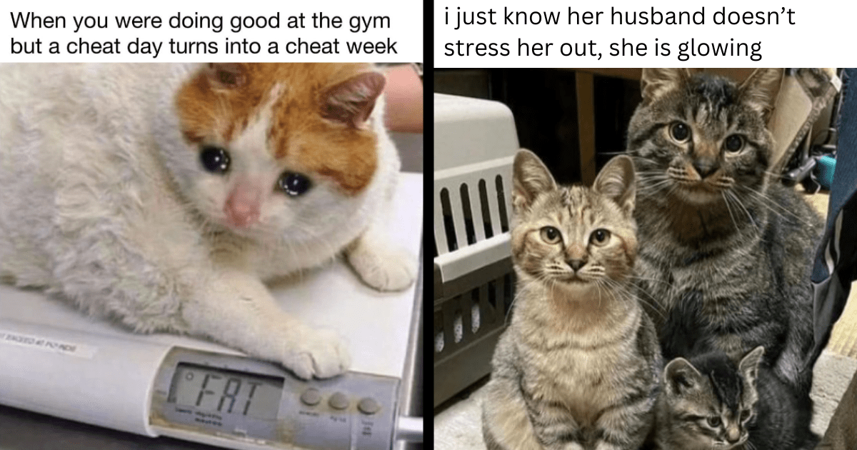 24 SuPURRemely Expressive Cat Memes Mirroring the Hooman Experience From the Feline Pawspective