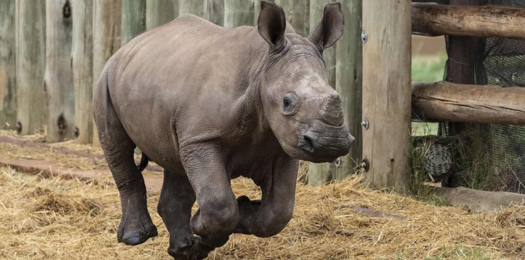 Orphaned rhino calves David and Jonathan ambassadors of #RhinoLaws campaign