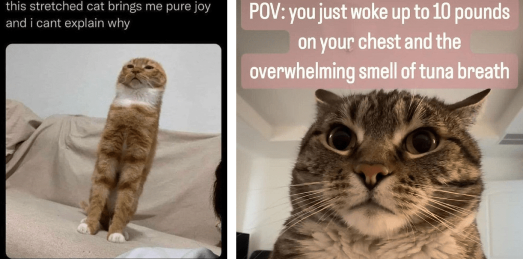 25 Funny Fluffy Feline Memes Meowing to Your Face For Fun in a True Feline Fashion