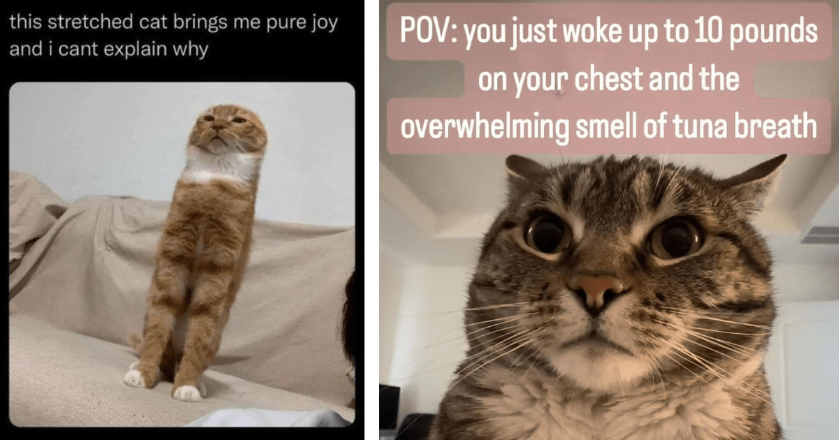 25 Funny Fluffy Feline Memes Meowing to Your Face For Fun in a True Feline Fashion