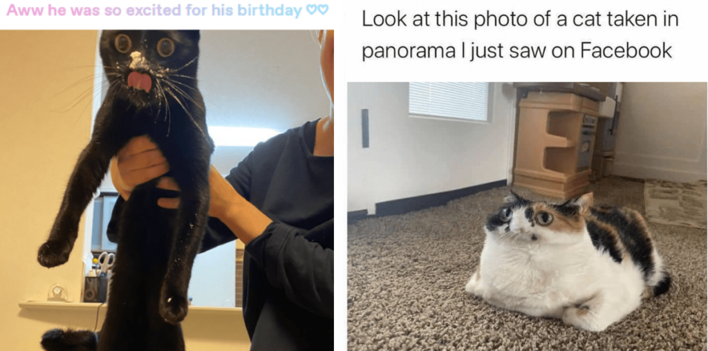 25 Out of Control Cat Memes Outrageously Outpacing Caturday by Zooming in Zoomies ZOOM ZOOM ZOOM