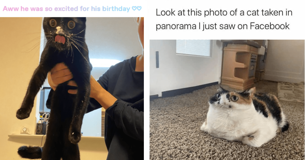 25 Out of Control Cat Memes Outrageously Outpacing Caturday by Zooming in Zoomies ZOOM ZOOM ZOOM