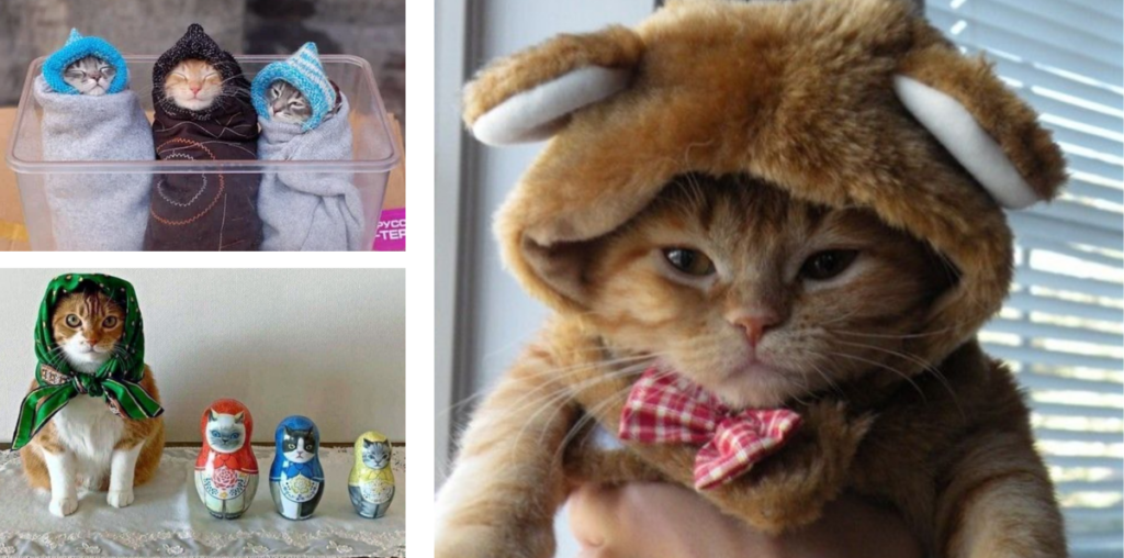 28 Photos of Fashionable Felines Fending off the Frost While Bedecked in Balaclavas