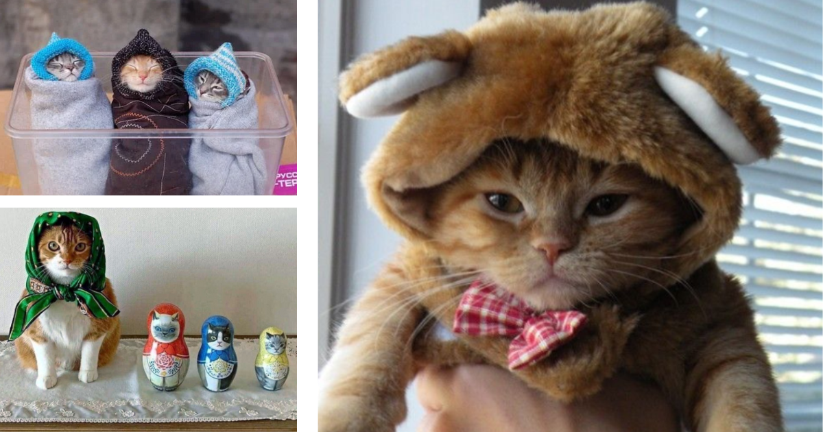 28 Photos of Fashionable Felines Fending off the Frost While Bedecked in Balaclavas