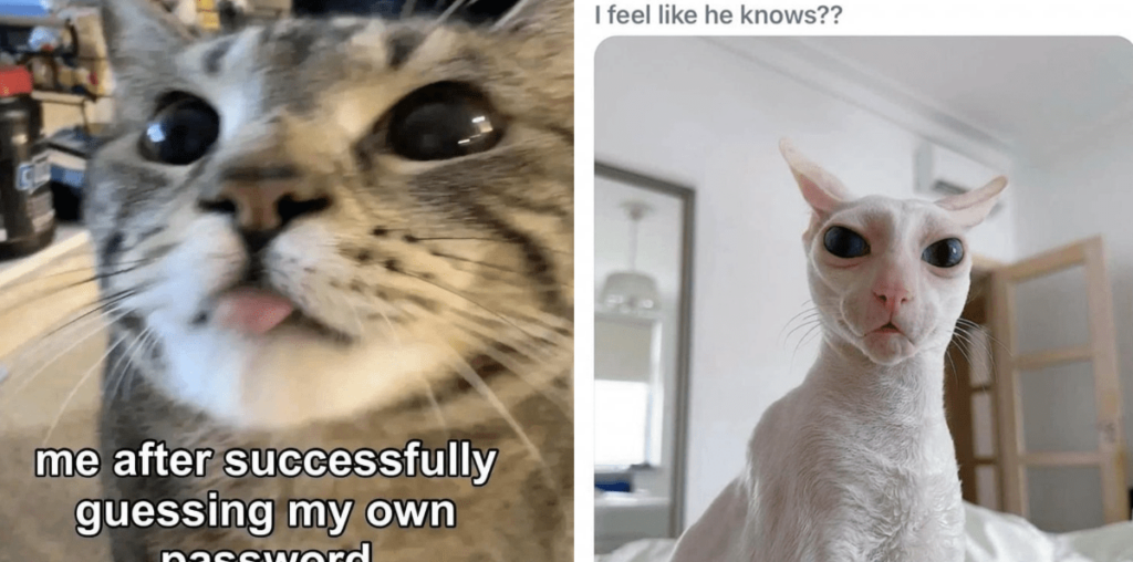 28 Times Cats Were Caught Being Sneaky and Suspicious to Show You How Ridiculous You Look Faking Stomach Cramps to Leave the Office Early