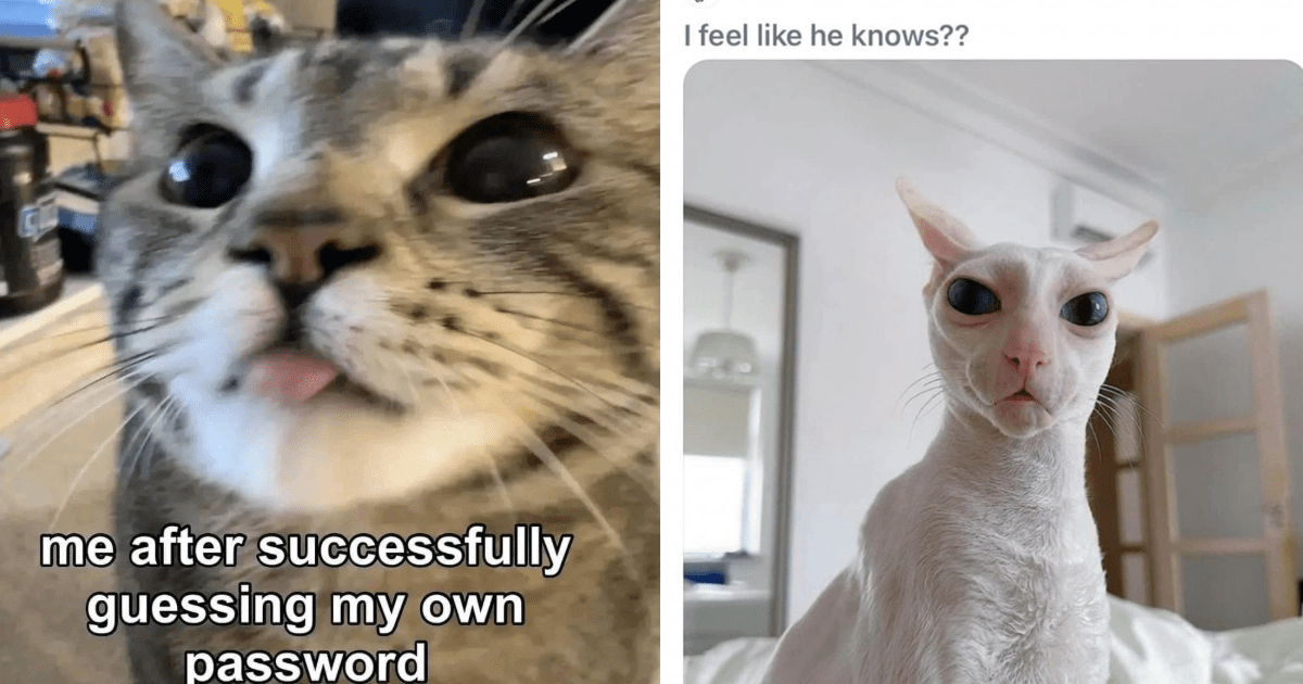 28 Times Cats Were Caught Being Sneaky and Suspicious to Show You How Ridiculous You Look Faking Stomach Cramps to Leave the Office Early