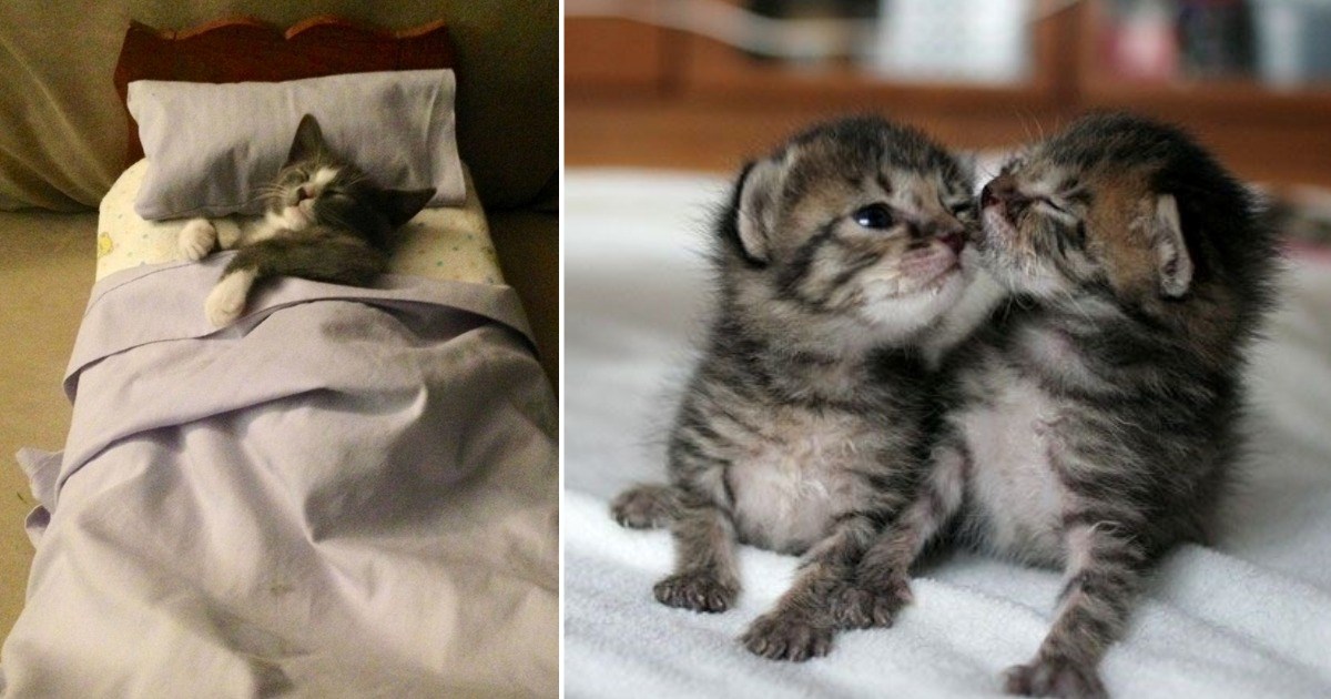 A Happy Helping of Kittens That Are As Smol As They Are Awwdorable