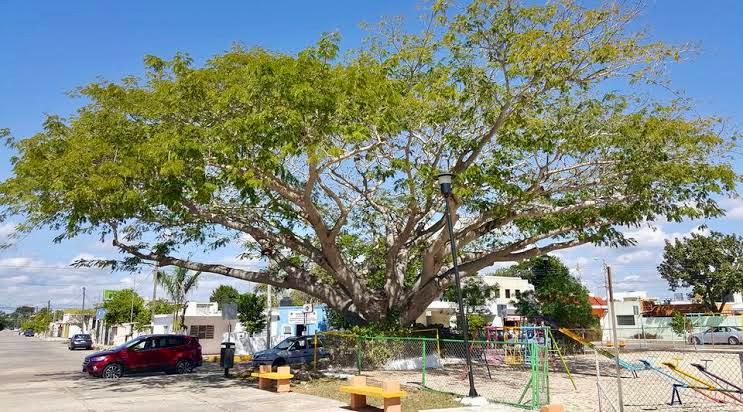 A tree in every house, a Green Crusade in Mérida – The Yucatan Times