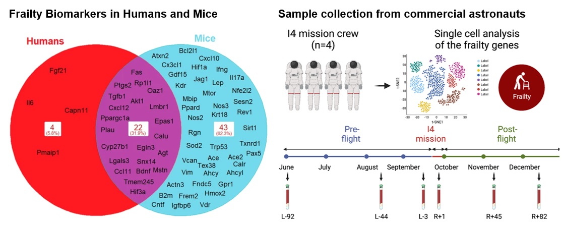 Aging and Fragility Biomarkers are Altered by Spaceflight – NASA