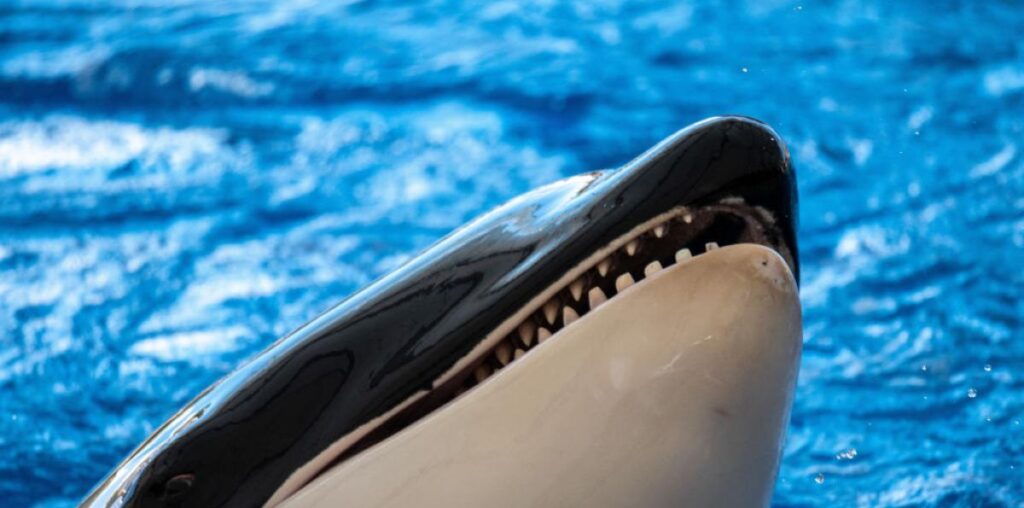 Alemania llora la trágica muerte en este zoo de Tenerife: la cuarta en tres años