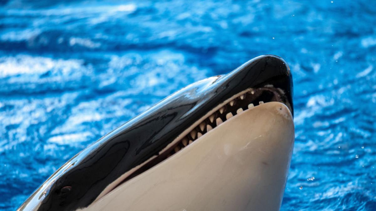 Alemania llora la trágica muerte en este zoo de Tenerife: la cuarta en tres años