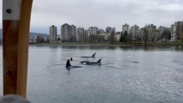 'All your problems melt away': Vancouverite delights in close encounter with orca family in False Creek | CBC News