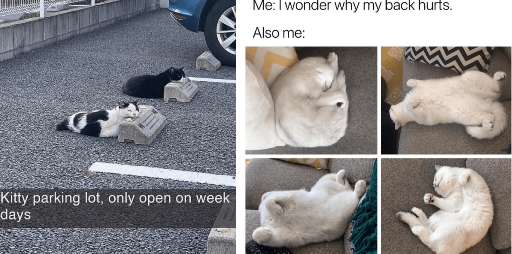 Almost 30 Cat Memes for Hoomans Who Are Almost 30 and Starting to Feel Their Tired Bones