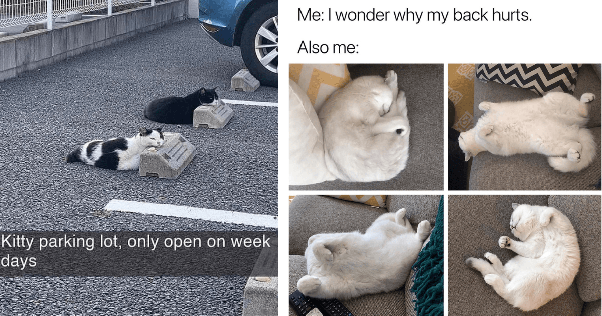 Almost 30 Cat Memes for Hoomans Who Are Almost 30 and Starting to Feel Their Tired Bones