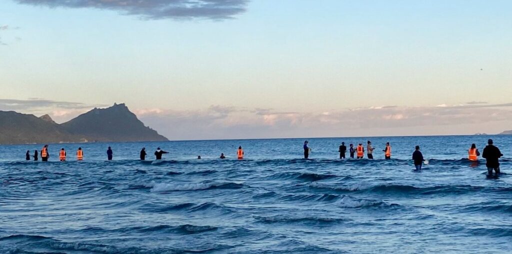 'Amazing' Moment Of Compassion As New Zealand Residents Save Dozens Of Stranded Whales