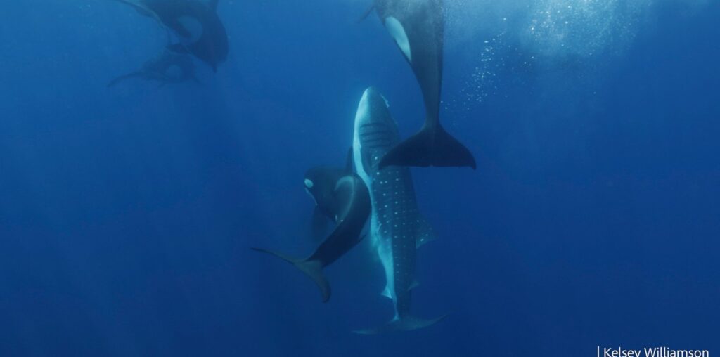 Orcas Hunting Whale Shark