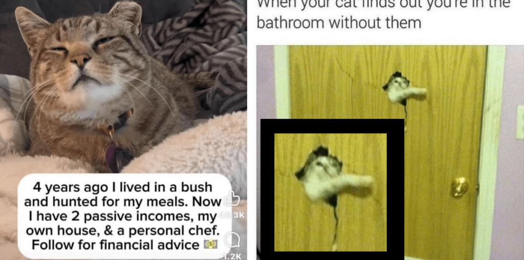 As Hoomantiy Falls, the Felines Shall Rise: 24 Hilarious Memes of Cat Children Acting Like They Own Your House