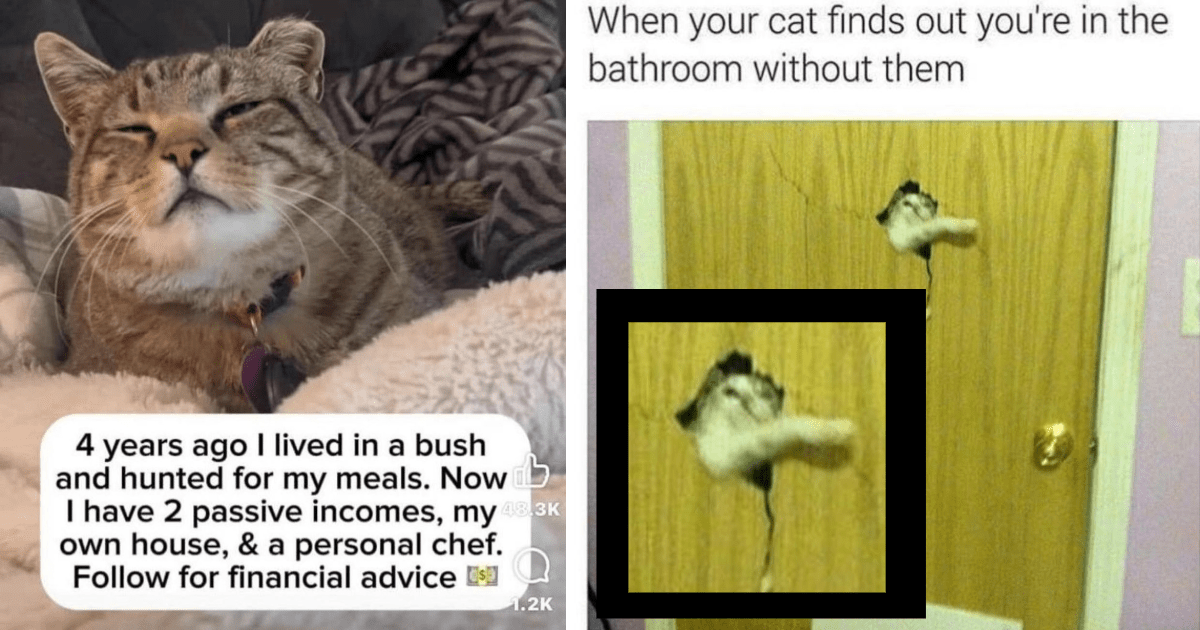 As Hoomantiy Falls, the Felines Shall Rise: 24 Hilarious Memes of Cat Children Acting Like They Own Your House