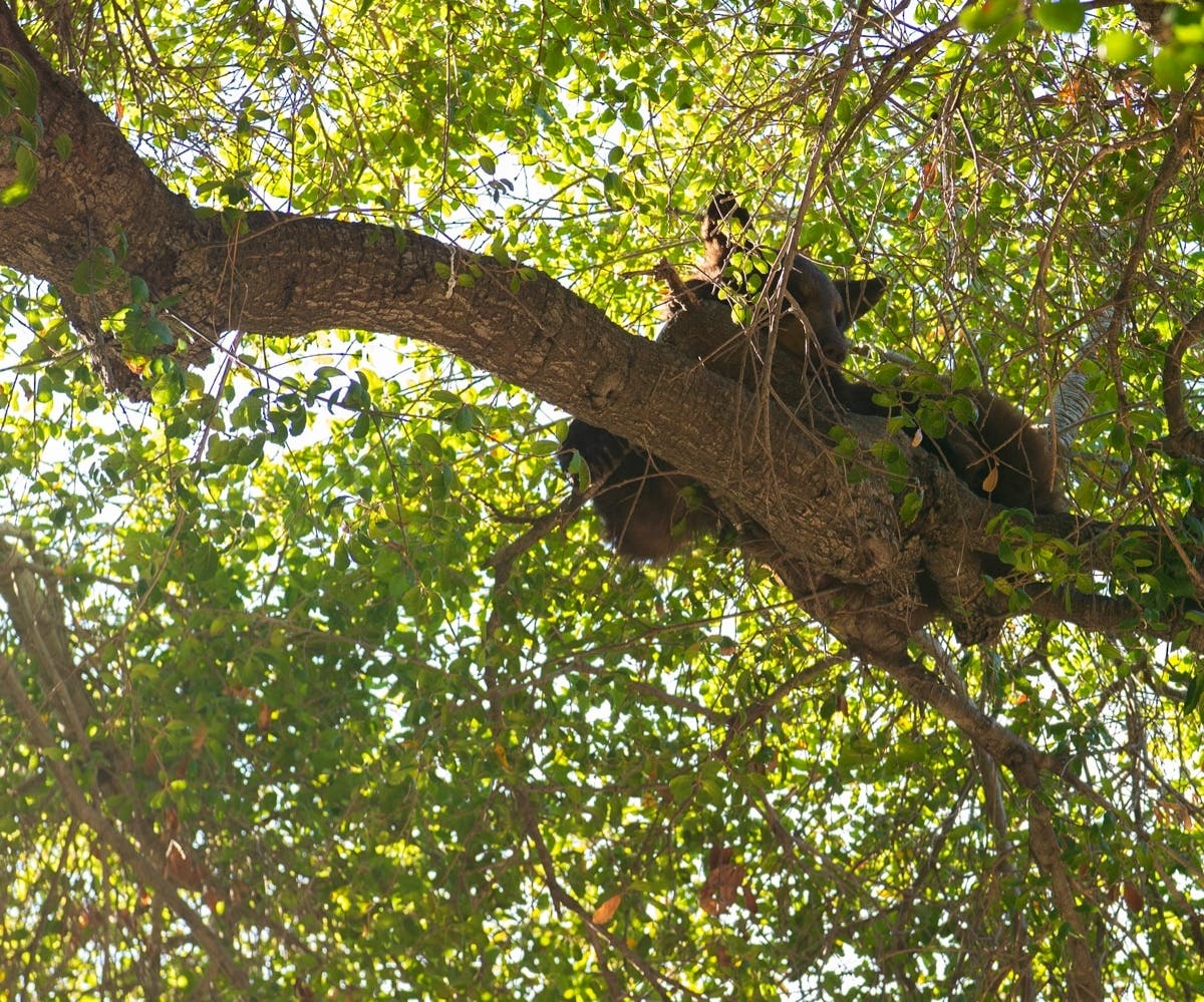 Bear Cub Sighting Prompts Shelter-in-Place Order At 2 LA Schools