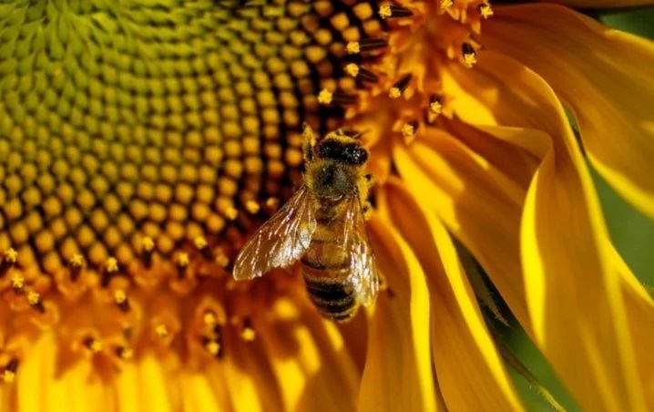 Beekeepers celebrate historic ruling that recognizes the ecological importance of bees for the first time – The Yucatan Times