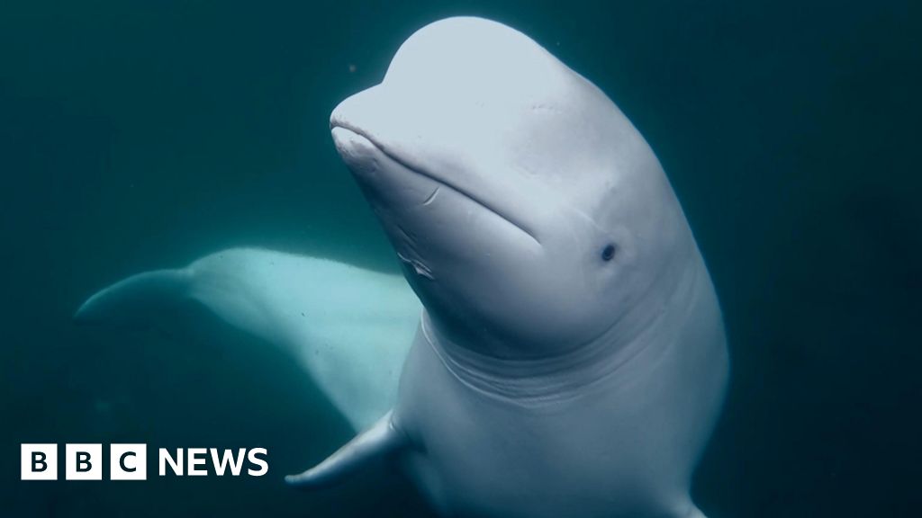 Beluga whale was Russian military asset – but no spy