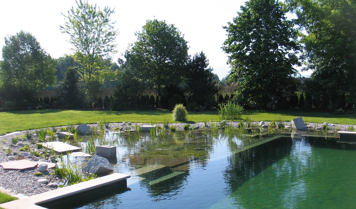 Biodiverse natural pond swimming pools are gaining in popularity