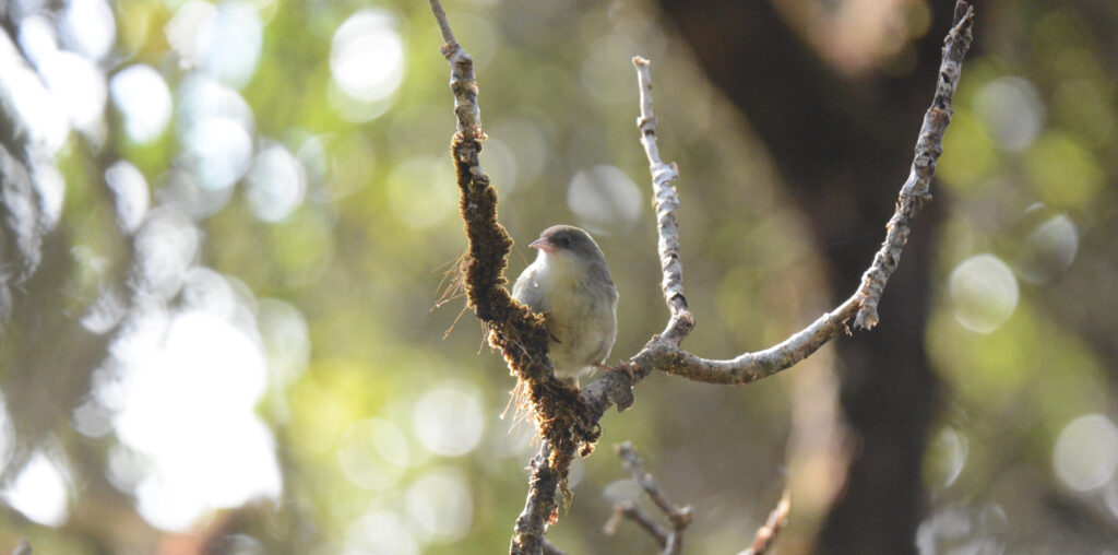 Biologists identify traits correlating with all bird extinctions since 1500