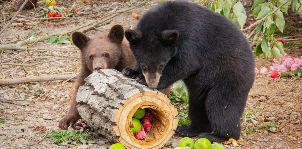 Black bear cubs nursed to health and return to wild: AIWC