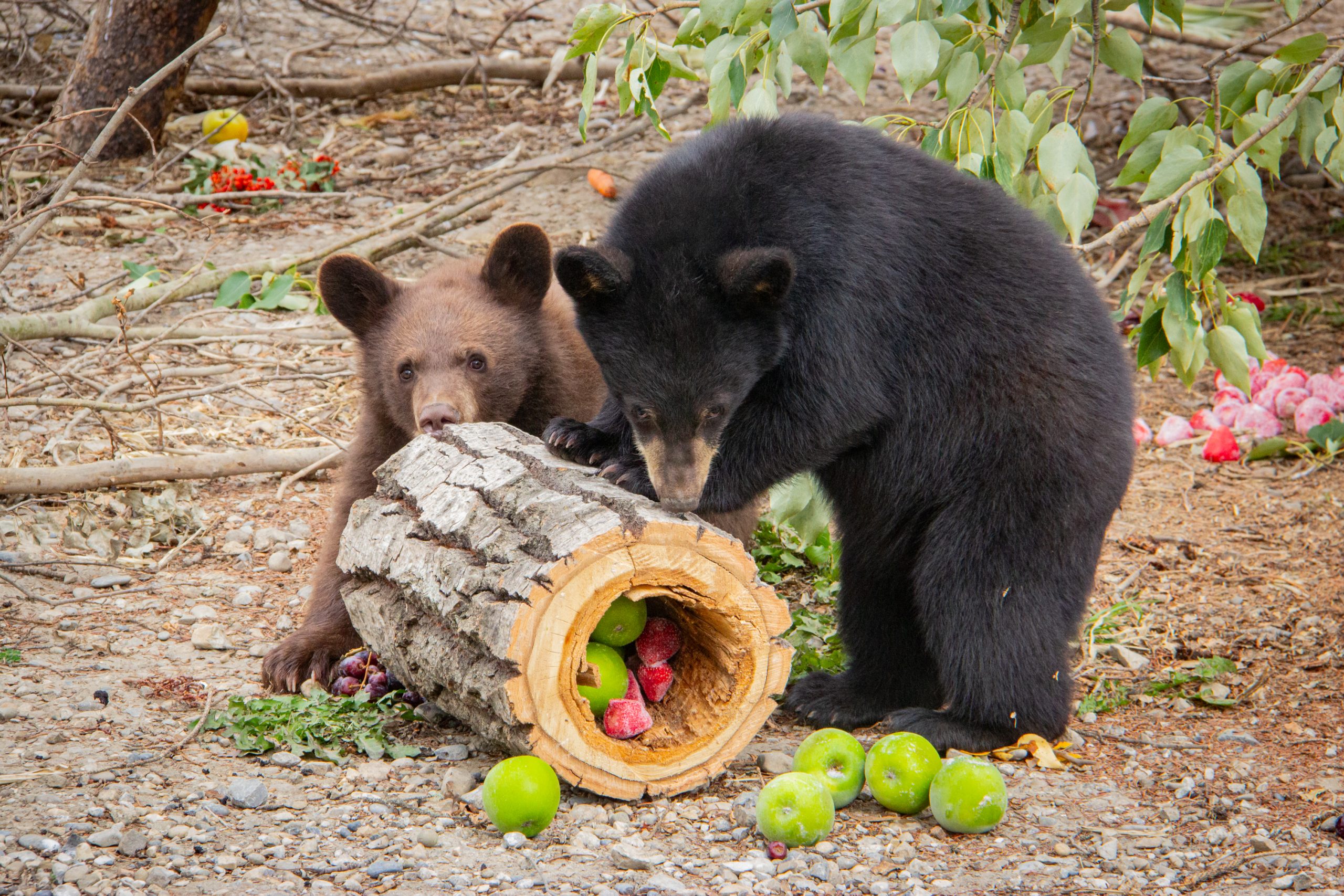 Black bear cubs nursed to health and return to wild: AIWC