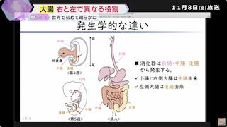 Breakthrough in Colon Research Sparks New Potential for Cancer Treatment