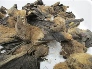 CBP Agriculture Specialists in Louisville stop a shipment containing dead bats and birds