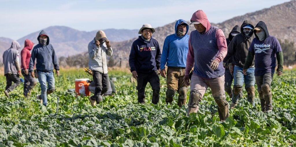 California farmers were big Trump backers. They may be on collision course over immigrant deportation