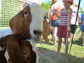 California girl wins $300K settlement for slaughter of her pet goat