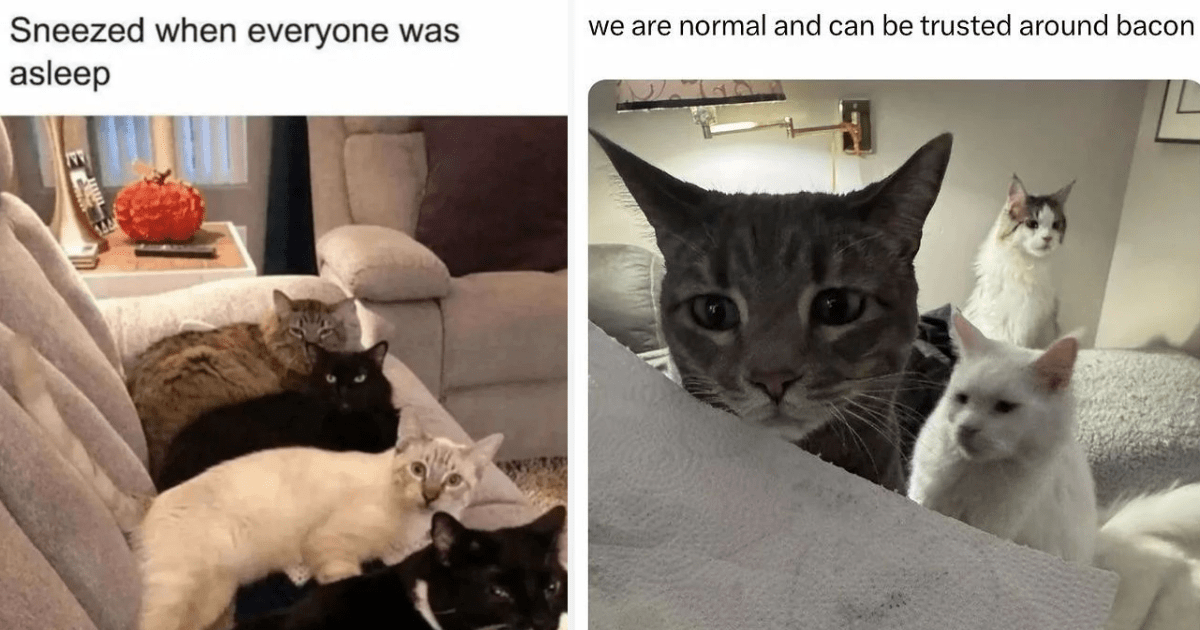 Caturday Carnival of Cute: 24 Wholesome Feline Funnies to Keep Your Heart Warm on This Frigid Winter’s Day